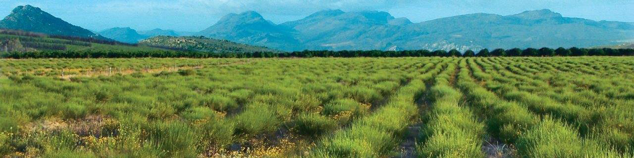 South Africa South Africa