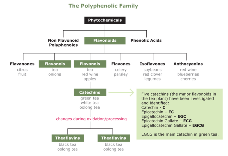 catechin-polyphenol-chart