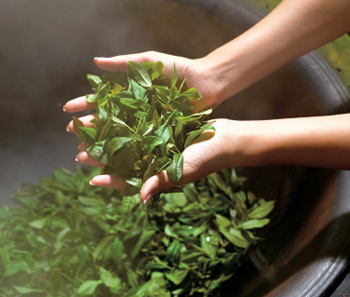 fresh-green-tea-leaves